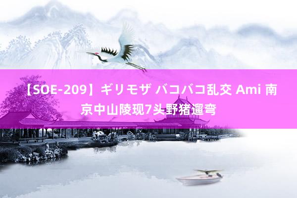 【SOE-209】ギリモザ バコバコ乱交 Ami 南京中山陵现7头野猪遛弯